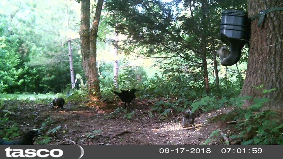 Wild turkeys and a squirrel in a forest with a feeder on a tree.