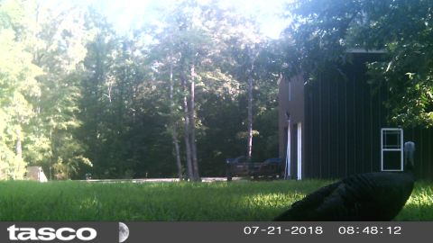 2004 Land Rover Land Rover - This is the first turkey I've seen anywhere near the property. I moved the camera here to try to catch the bobcat, but it hasn't been back…