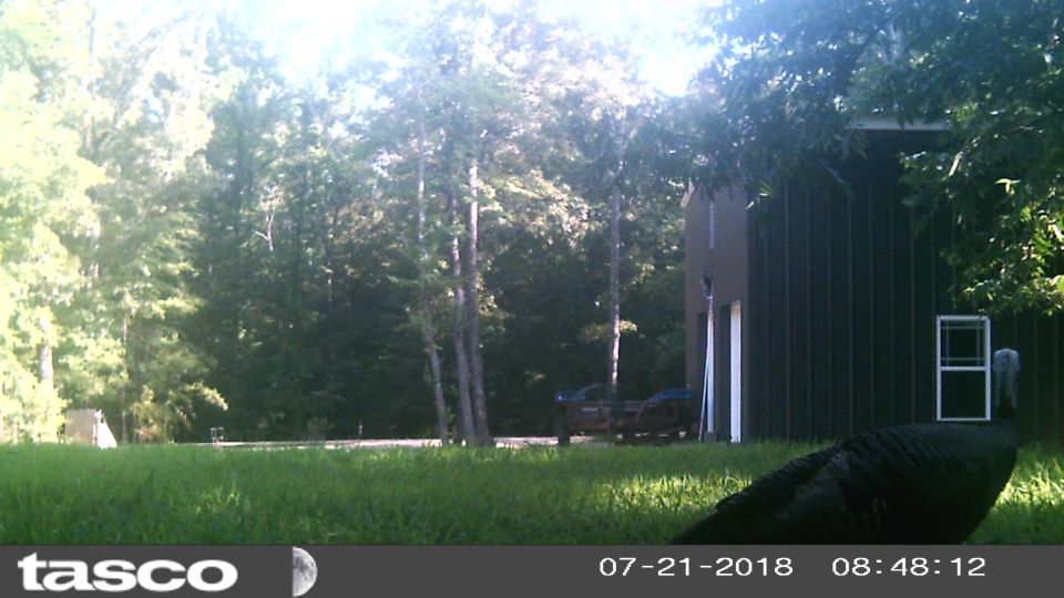 This is the first turkey I've seen anywhere near the property.  I moved the camera here to try to catch the bobcat, but it hasn't been back for a few weeks.