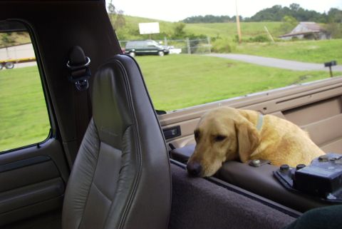 1995 Ford Bronco - Dog resting its head on the center console inside a 1995 Ford Bronco.