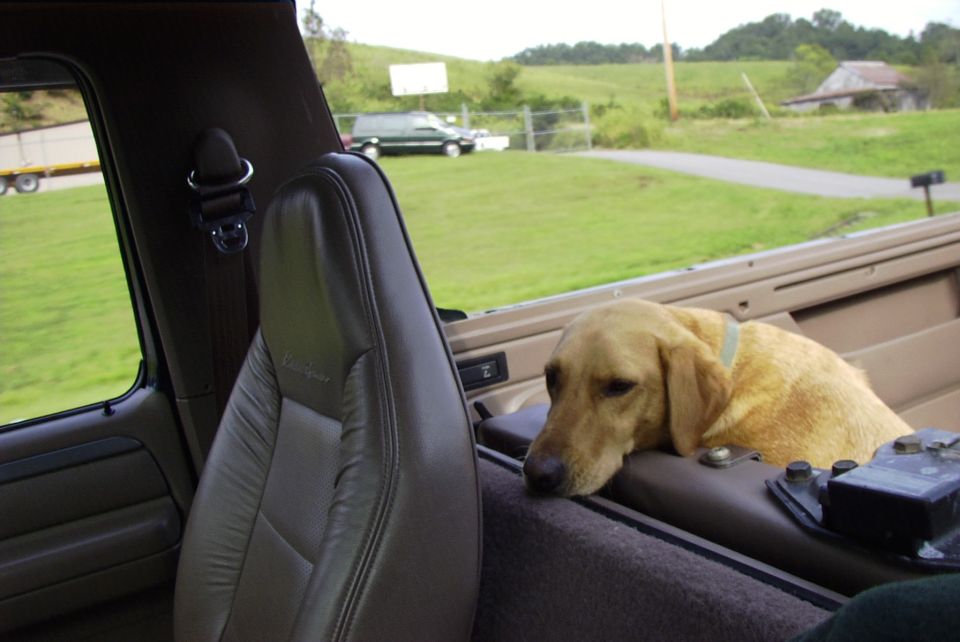 Yellow lab rests head on console inside 1995 Ford Bronco