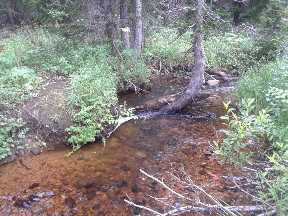 A stream in a forest with a fallen log.