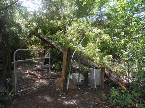 1992 Ford Bronco - A fallen tree blocks a wire mesh gate and some metal structures in a wooded area.