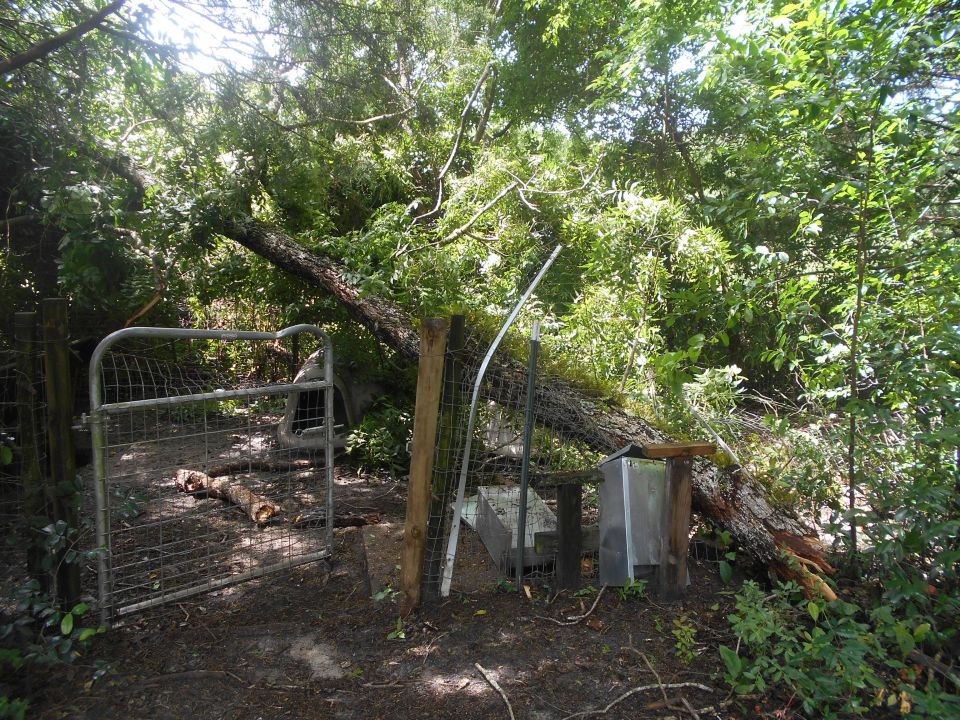 Fallen tree blocking a gate and structures in a wooded area.
