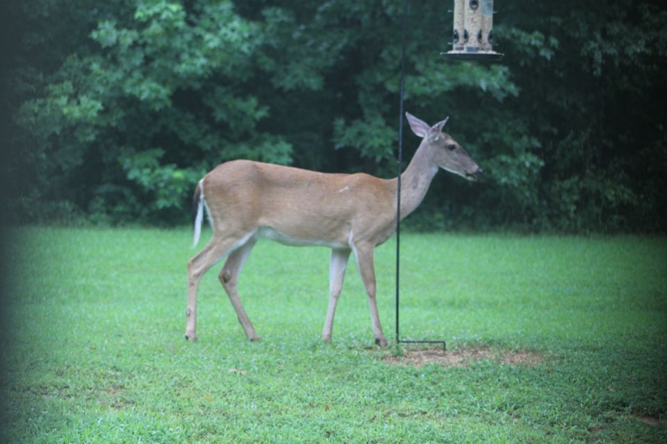 Lots of deer activity this week...  They seem to enjoy the sprouts from the seeds that the birds & squirrels spill.