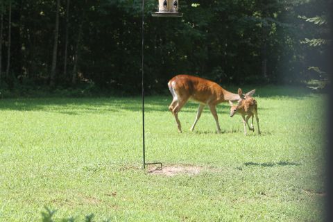 2004 Land Rover Land Rover - Every time the doe approached, the fawn would bolt. It spent nearly an hour frolicking in the sun while the doe browsed.