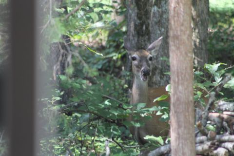 2004 Land Rover Land Rover - This doe is making her 2nd pass of the day; this time, browsing in the underbrush.
