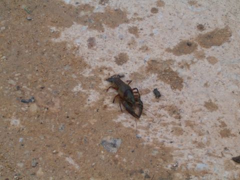 1996 Ford Bronco - A crawfish is seen on the ground near a Supermotors logo.