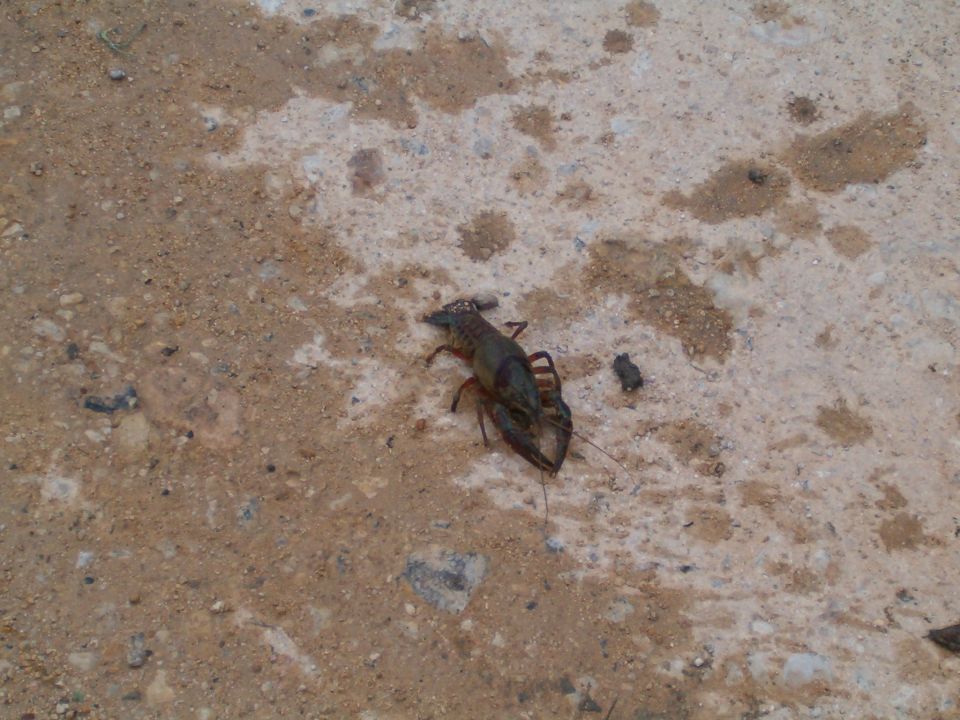 Crawfish on sandy ground with Supermotors logo