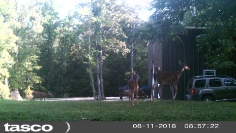 2004 Land Rover Land Rover - This doe has two spotted fawns in-tow.