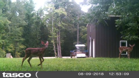 2004 Land Rover Land Rover - This pair of spotted fawns spends a lot time playing in this grassy strip behind the house & shop.
