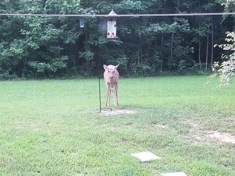 2004 Land Rover Land Rover - This doe has discovered the tender sprouts of the bird seeds that fall on the ground.