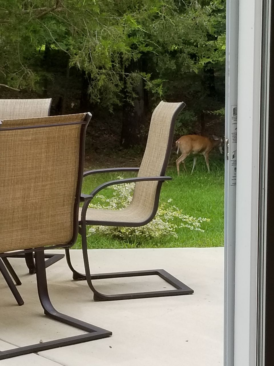 Deer have been wandering & bounding around the helipad all day.