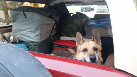 1985 Ford Bronco - The interior of a red vehicle is packed with luggage and camping gear, with a German Shepherd dog peeking out from behind a red cooler.