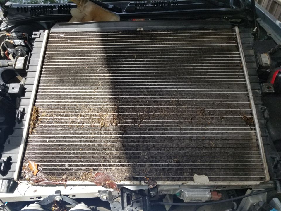 Top view of a dirty radiator core covered in leaves and debris in an open engine bay
