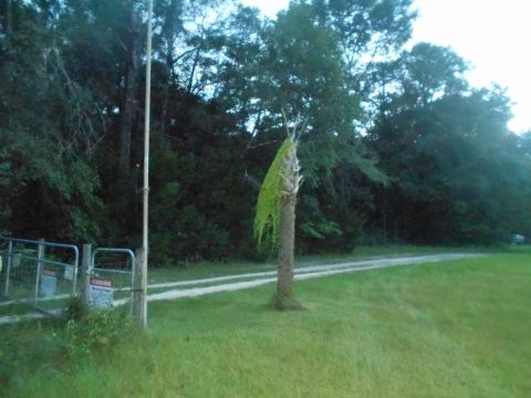 1992 Ford Bronco - A dirt road curves through a grassy area with trees in the background. A single palm tree stands in the foreground, covered in green vines.