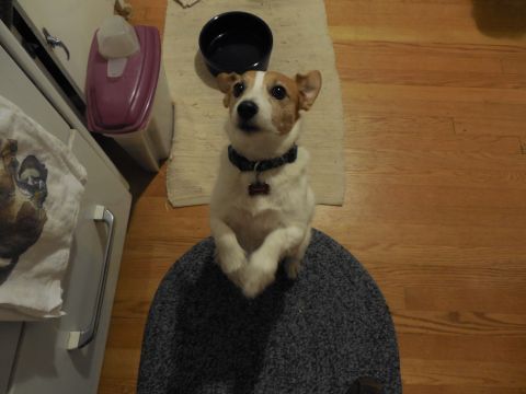 1973 Ford Mustang - A dog sits attentively on a chair, with its food bowl nearby on the floor.