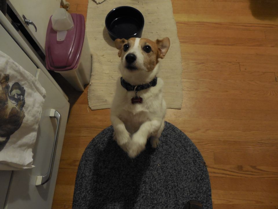 Dog sitting on a chair, looking up. A dog bowl is behind it
