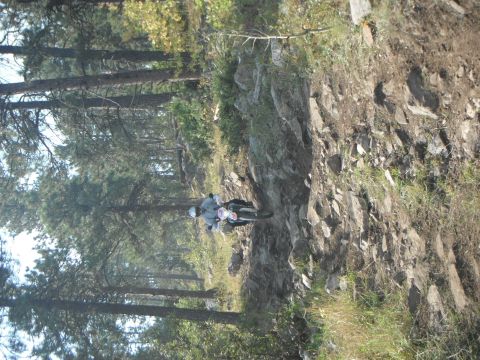 1987 Honda XL600R - A motorcycle navigates a challenging, rocky path through a pine forest.