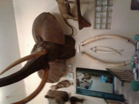 1991 Ford Bronco - A taxidermied elephant head with tusks is mounted on a wall, with a leopard and other animal parts displayed nearby. In the background, lar…