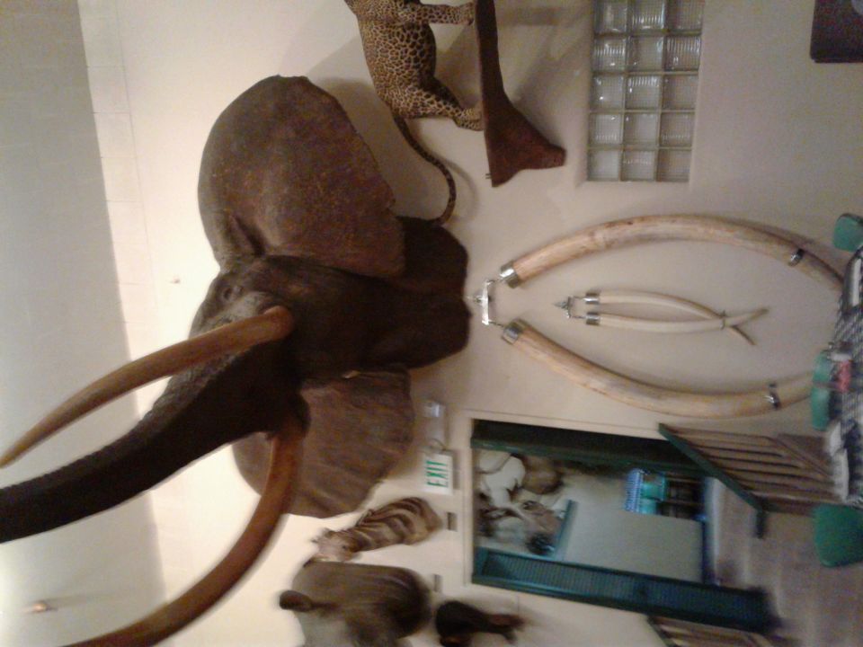 Taxidermied elephant head with tusks, leopard, and large tusks on a wall.