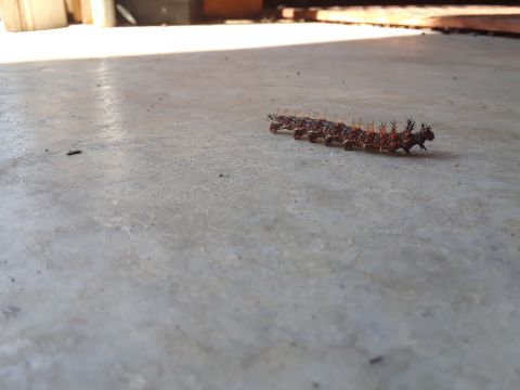 1994 Ford Bronco - A caterpillar with prominent spines is seen moving on a concrete surface.