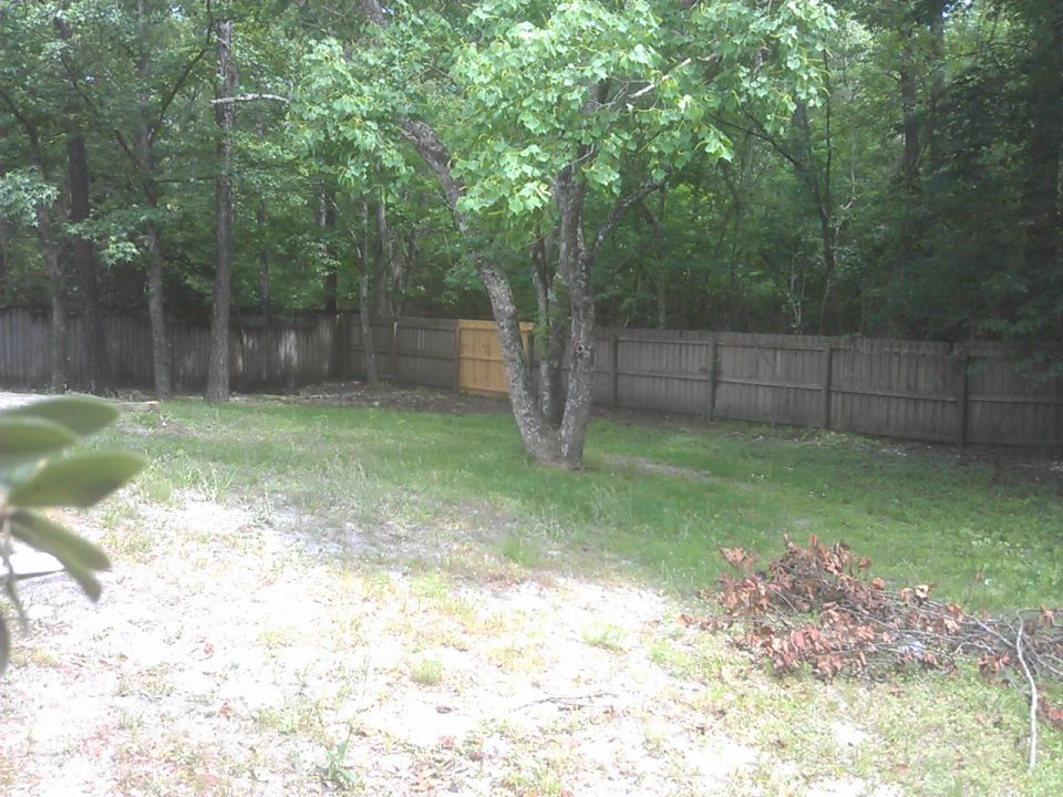 Wooden fence and yard with trees and branches