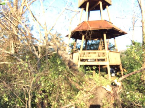 1992 Ford Bronco - A wooden observation tower stands amidst fallen trees and dense foliage under a bright sky. The scene appears to be the aftermath of a stor…