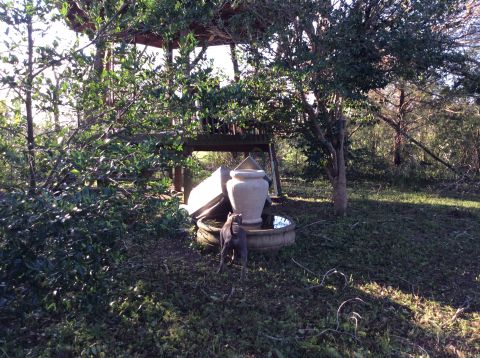 1992 Ford Bronco - A gray dog stands near a large decorative urn and a water basin in a garden setting.