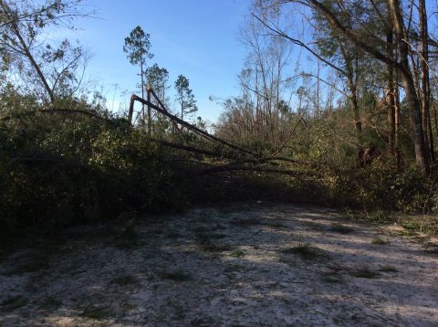 1992 Ford Bronco - Fallen trees and branches litter a sandy area with sparse grass under a clear blue sky. The scene appears to be a result of a storm or high…