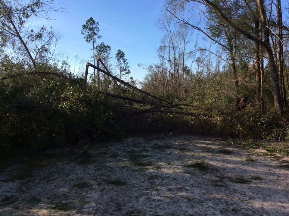 Fallen trees and branches in a sandy area