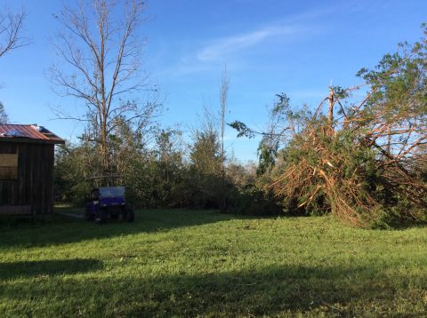 1992 Ford Bronco - A purple golf cart is parked on a grassy lawn next to a wooden shed. A large tree has fallen over in the background, with many branches sca…