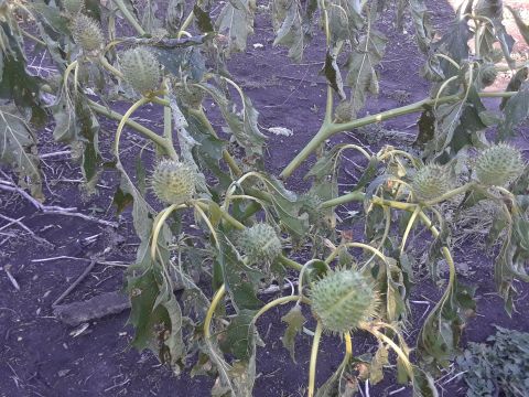 1994 Ford Bronco - Some sort of Datura plant