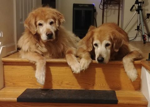 2000 Ford Crown Victoria - Two golden retrievers are lying on wooden stairs, with their paws hanging over the edge.