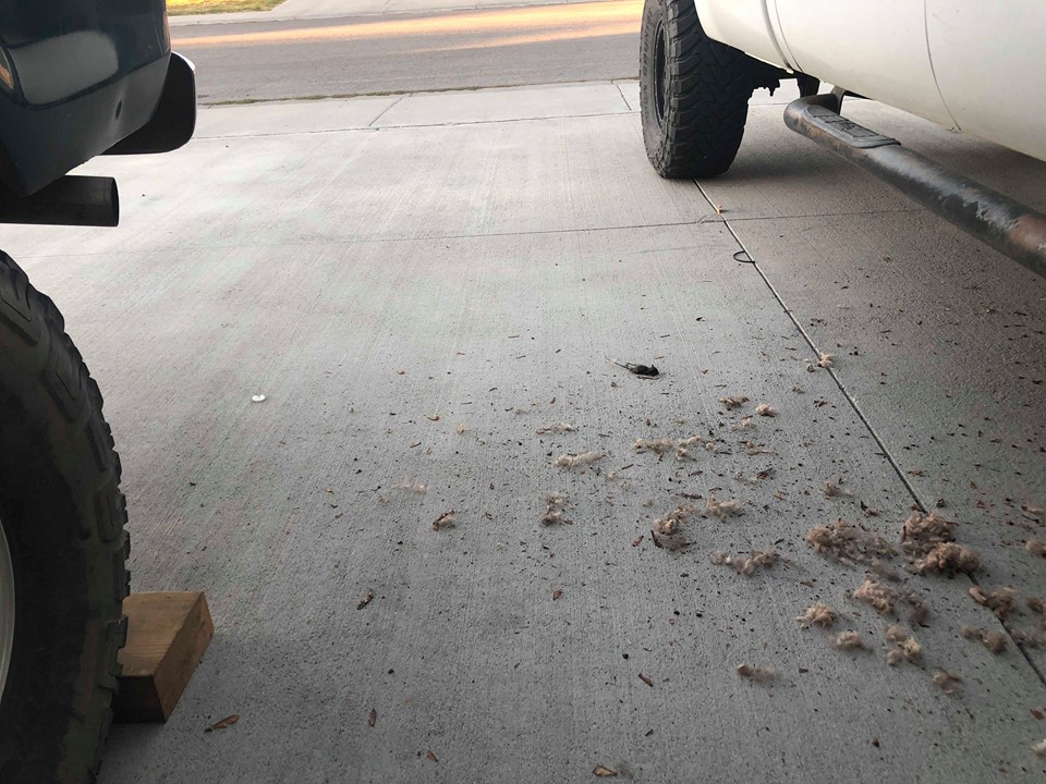 Rear of a dark vehicle and side of a white truck parked on a concrete driveway.