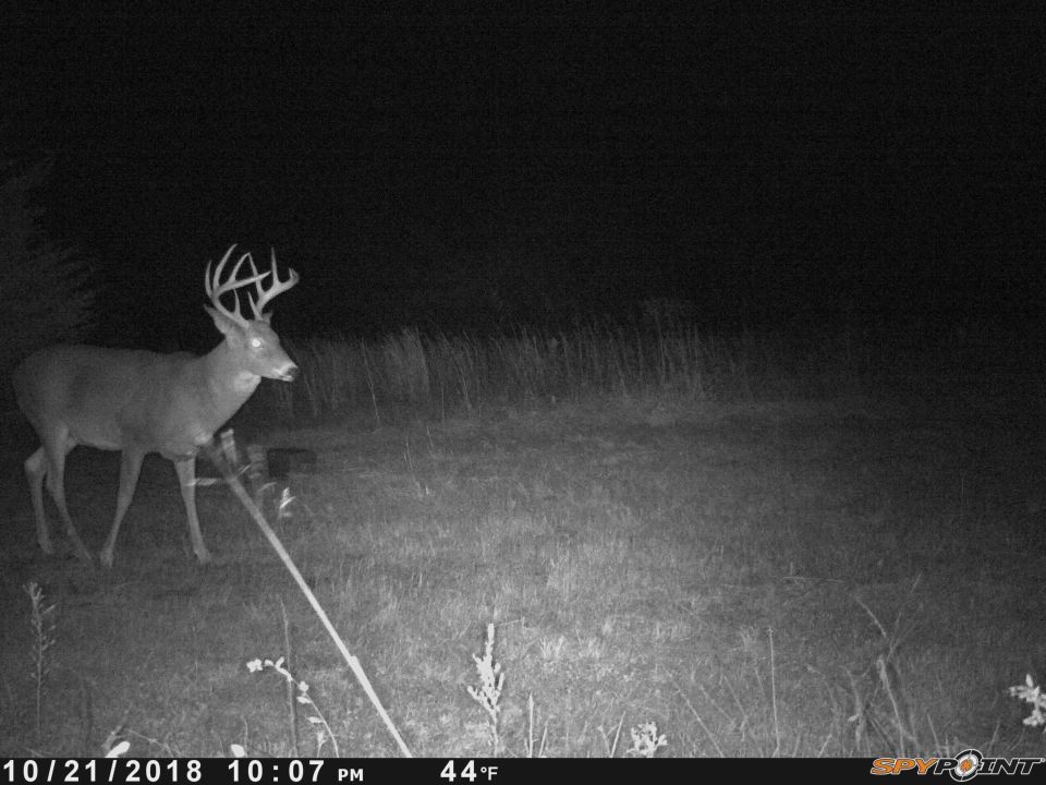 Deer with antlers in a field at night.