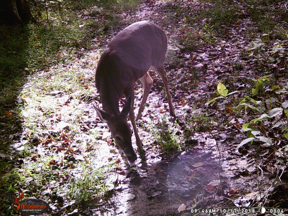 A healthy doe.