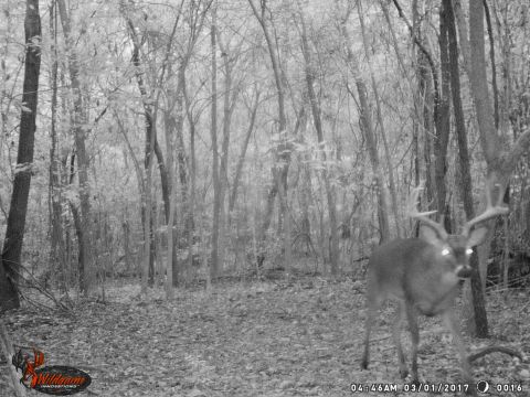 2004 Land Rover Land Rover - This is the grandaddy - easily the biggest, oldest buck we've seen around here so far.