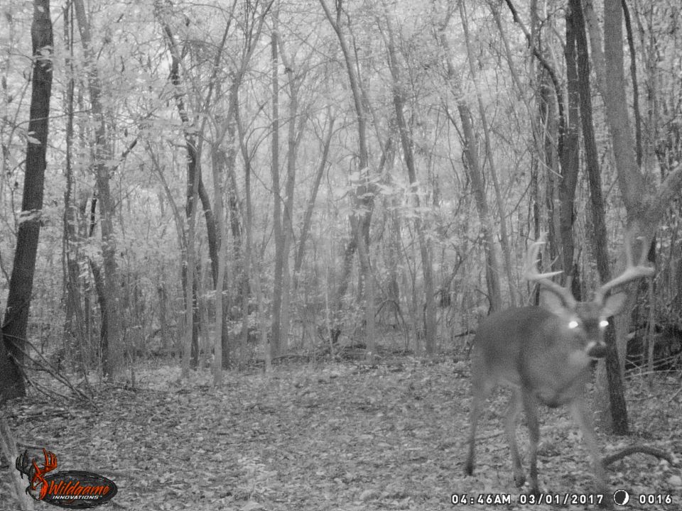 This is the grandaddy - easily the biggest, oldest buck we've seen around here so far.
