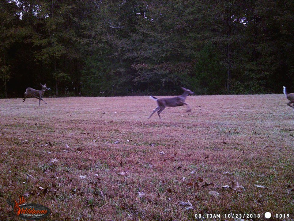 Another herd blasting across the field.