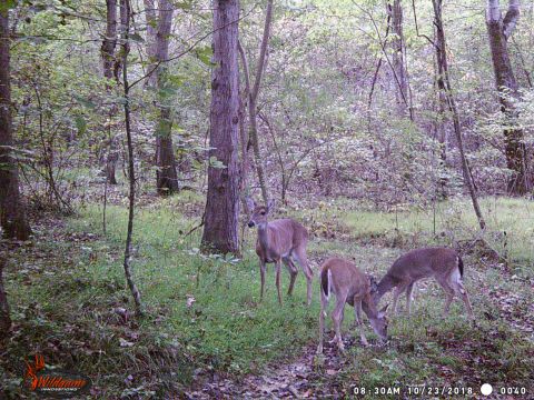 2004 Land Rover Land Rover - These fawns are just out of spots.