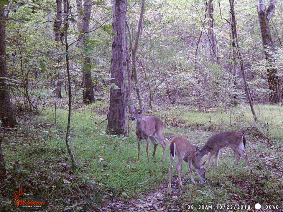 These fawns are just out of spots.