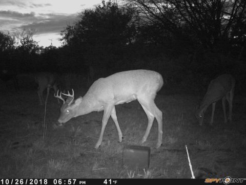 1994 Ford Bronco - A buck and two does are captured by a trail camera in a field at dusk.