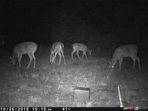 1994 Ford Bronco - A trail camera captures a group of deer foraging in a field during the evening hours.