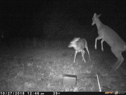 1994 Ford Bronco - Trail cam captured deer at night on October 27, 2018.
