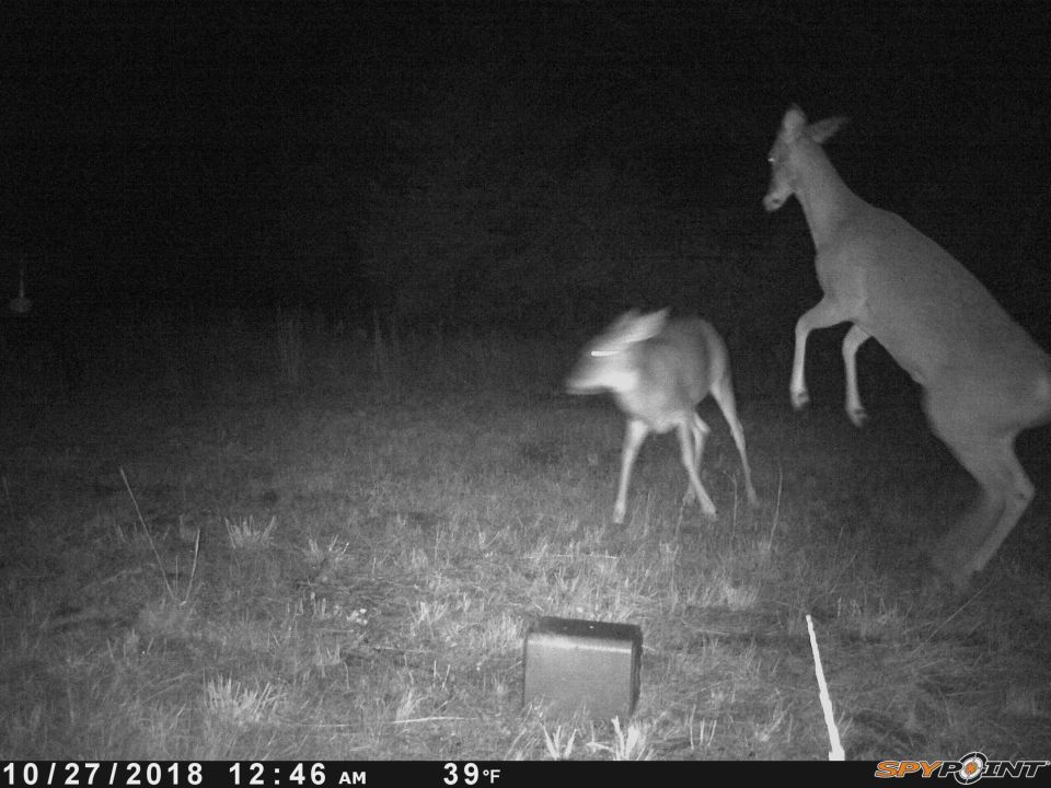 Two deer in a grassy field at night, one jumping. Date stamp reads 10/27/2018