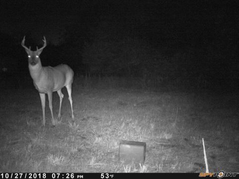 1994 Ford Bronco - A deer with large antlers stands in a field at night, captured by a trail camera.