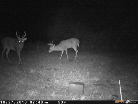 1994 Ford Bronco - Two deer are captured in a nighttime scene, with a date and temperature overlay on the image.