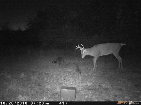 1994 Ford Bronco - A deer and two raccoons are visible in this nighttime trail camera photo, which also shows the date and time as 10/28/2018 at 07:20 PM.