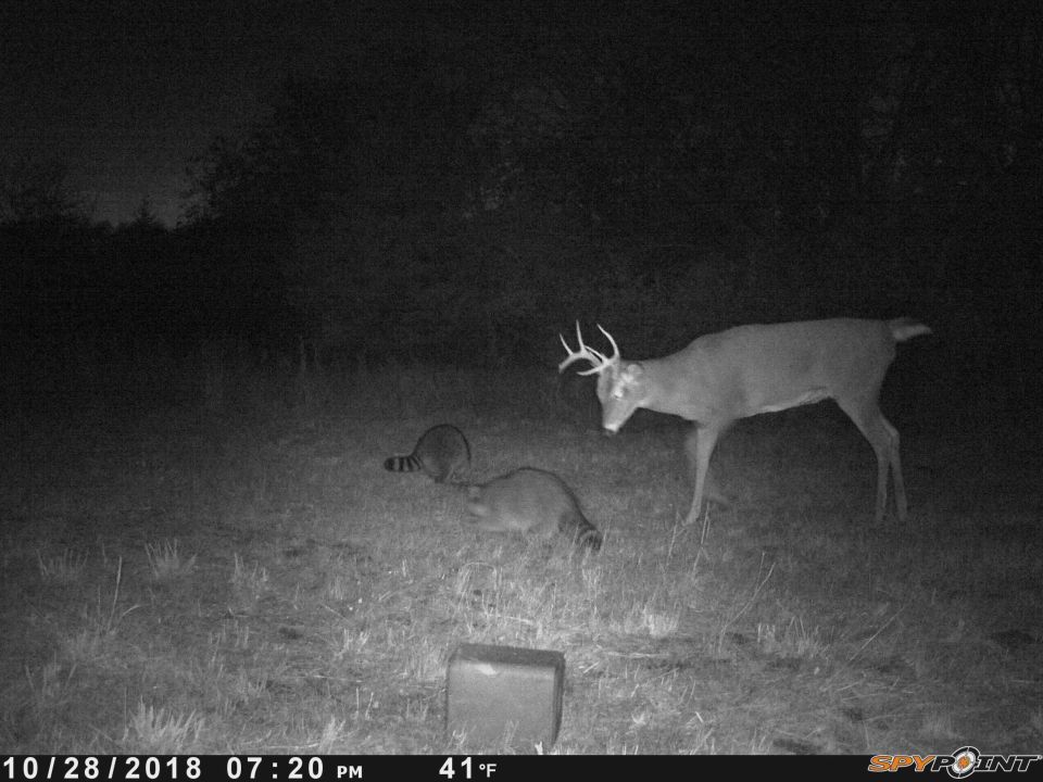 Deer and raccoons at night, captured by a trail cam